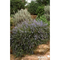 Romarin Officinal 'Prostre'...