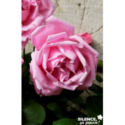 Rosier Caroline Testout...