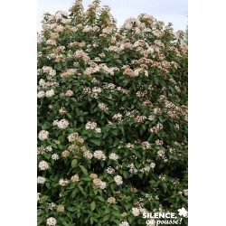Viburnum Tinus C25L