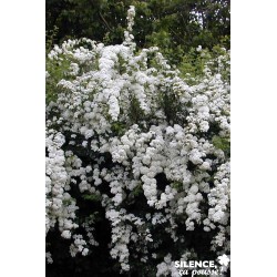 SPIRAEA vanhouttei C10 Kit Pdp