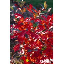 ARONIA arbu.brilliant C10...