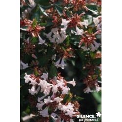 ABELIA gr.semperflorens C10...