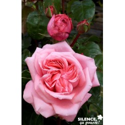 Rosier Special Anniversary®...