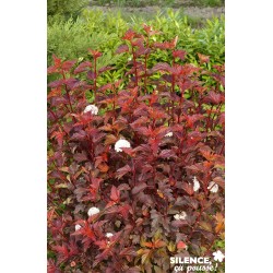 PHYSOCARPUS o.diable D'Or...