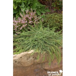 Juniperus Communis Green...