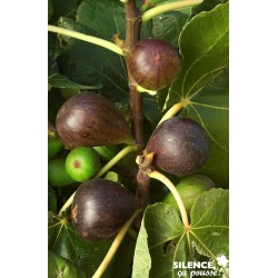 Figuier Brown Turkey Tfe-C10L
