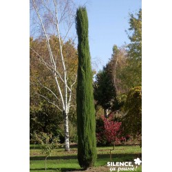 CUPRESSUS sempervirens...