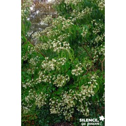 HEPTACODIUM miconioides...