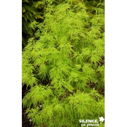 Acer Palmatum Seiryu Tfe-C4.5L