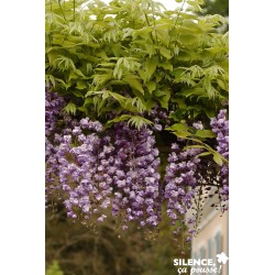 Wisteria F.Violacea Plena...