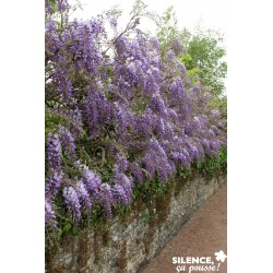 Wisteria Sinensis...