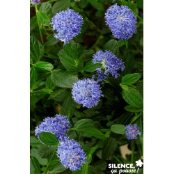 CEANOTHUS skylark