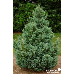 Chamaecyparis Pisifera...