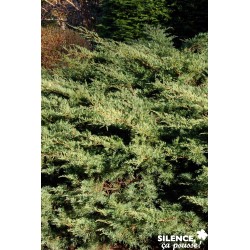 Juniperus Media Pfitzeriana...