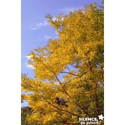 Robinia Pseudoacacia Frisia...