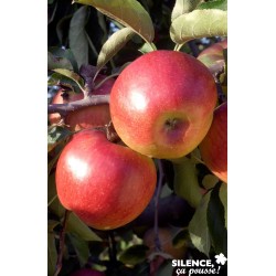 Pommier jonagold tg-gob-c10l