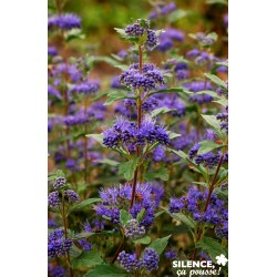Caryopteris Clandonensis...