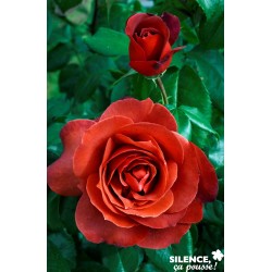 Rosier Hot Cocoa® C6L