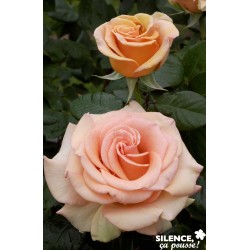 Rosier Marilyn Monroe® C6L