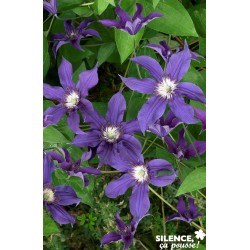 Clematis Saphyra® Indigo...