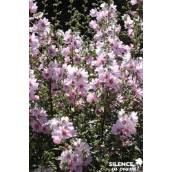 Lavatera Barnsley C2L-Deco