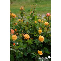 Rosier Orientalia® C6L