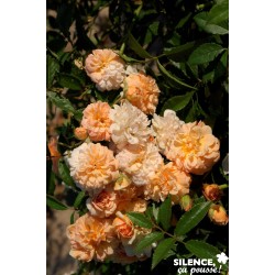 Rosier Ghislaine Feligond...