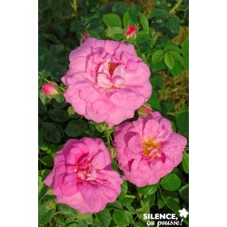 ROSIER cap Diamant® Tfe-C4.5L