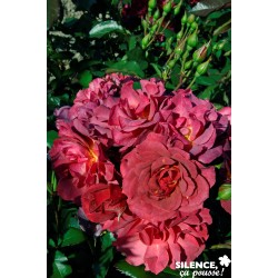 Rosier Cinco Mayo® Tfe-C4.5L