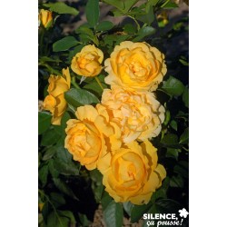 Rosier Anisade® Tfe-C4.5L