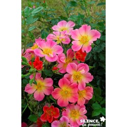 Rosier Happy Chappy® Tfe-C4.5L