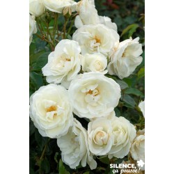 ROSIER iceberg Tfe-C4.5L