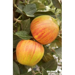 Pommier reine des reinettes...