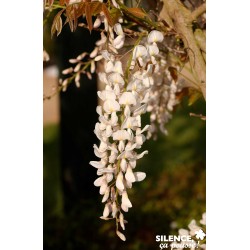 Wisteria Sinensis 'Alba'...