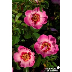 Rosier Queen Babylon®...