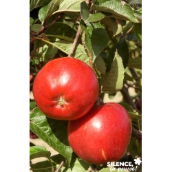 Pommier Melrose Tg-Gob-C10L