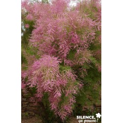TAMARIX ramosissima Vt