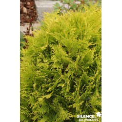 Thuja Occidentalis Golden...