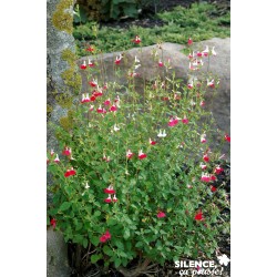 Salvia Microphylla Hot Lips...