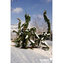 Sequoiadendron Giganteum...