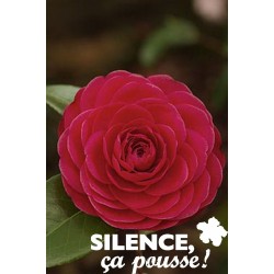 Camellia Rge C2L-Deco