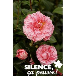 Camellia Strie C4.5L