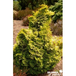 Chamaecyparis Obtusa Nana...