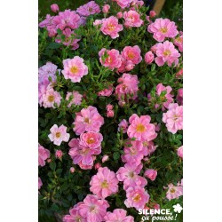 Rosier Pink Pin'S® Tfe-C4.5L