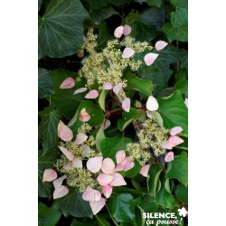 SCHIZOPHRAGMA hydrangeoides...