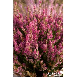 Calluna Vulgaris Darkness...