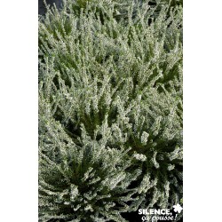 Calluna Vulgaris Melanie...