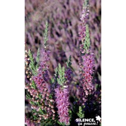 Calluna Vulgaris Silver...