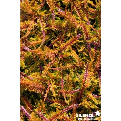 Calluna Vulgaris Wickwar...