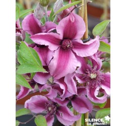 Clematis Saphyra® Dble Rose...
